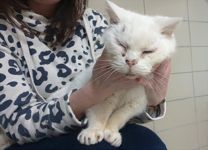 Kattenpraat