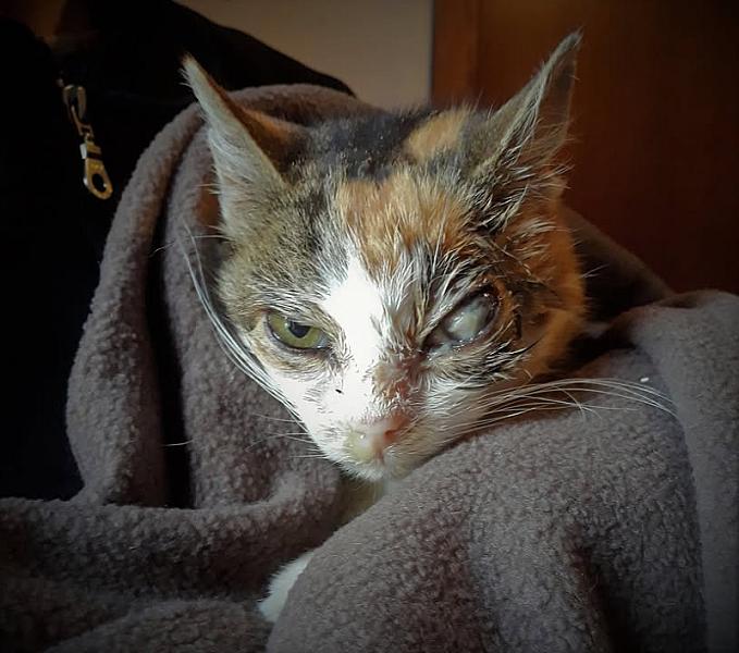 Kattenpraat