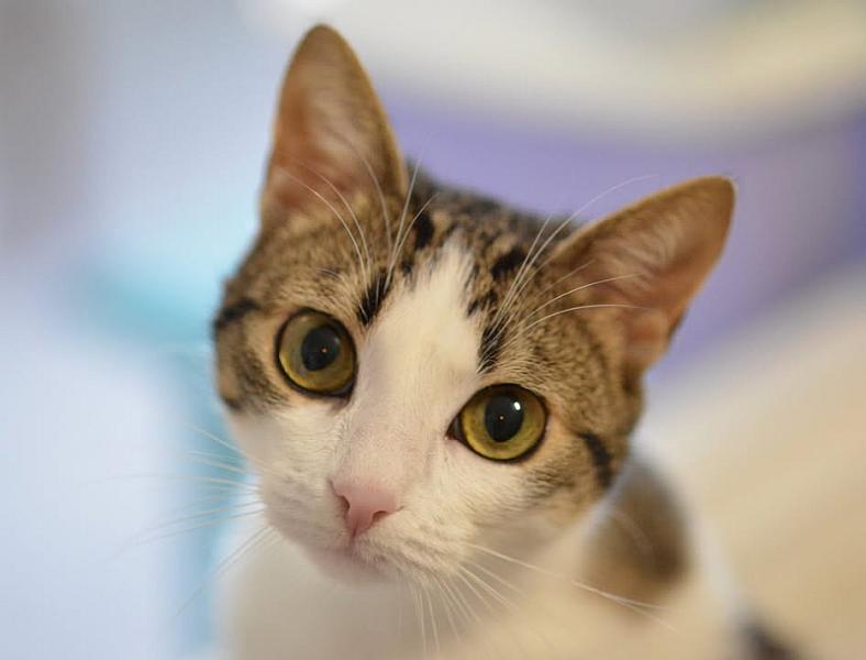 Kattenpraat