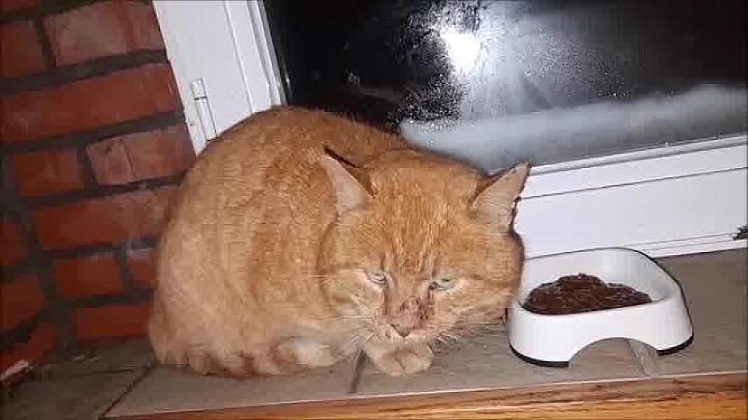 Kattenpraat