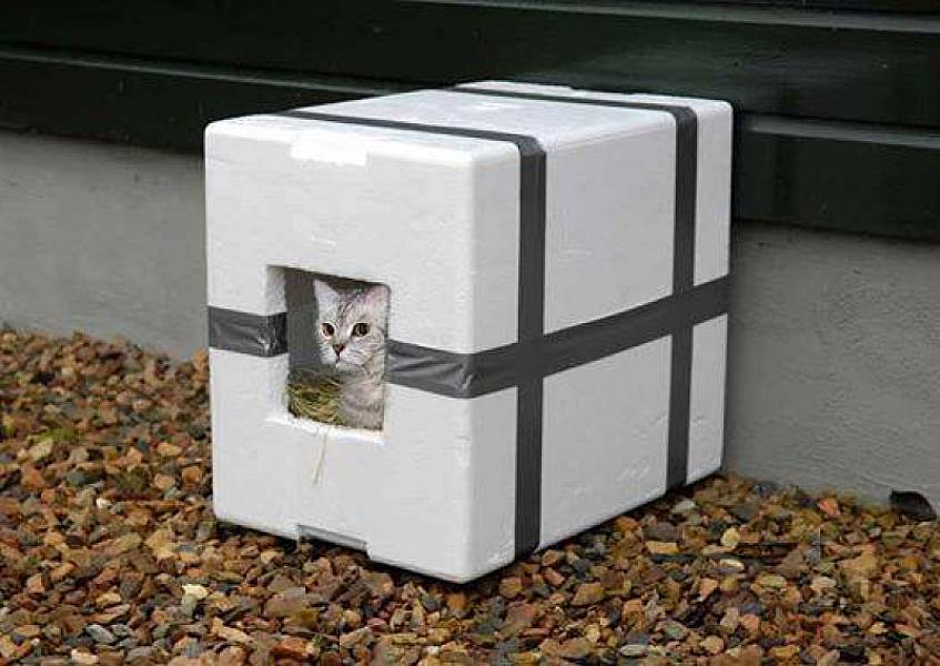 Kattenpraat