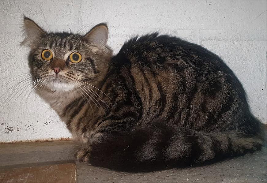 Kattenpraat