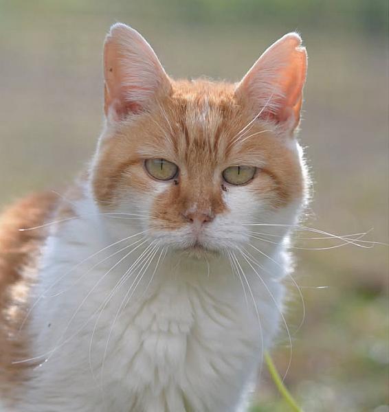 Kattenpraat