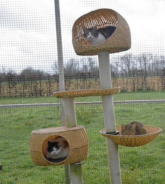 Kattenpraat