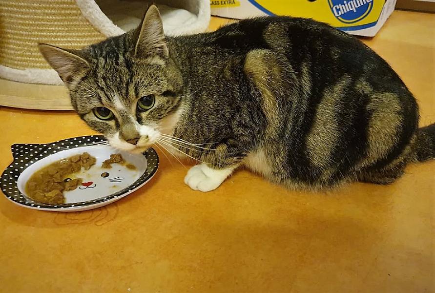 Kattenpraat