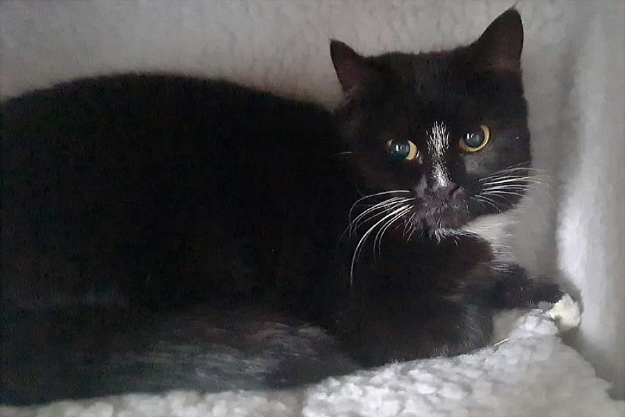 Kattenpraat