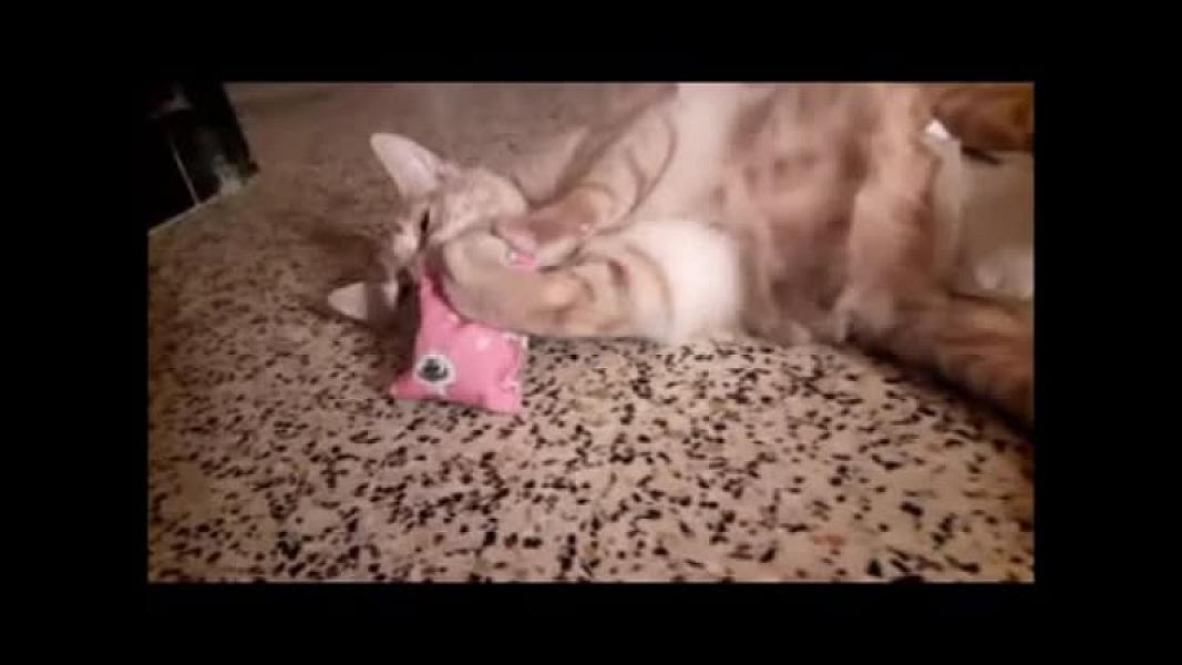 Kattenpraat