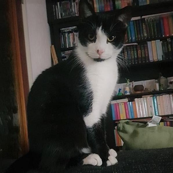 Kattenpraat