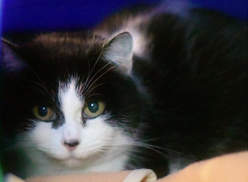 Kattenpraat