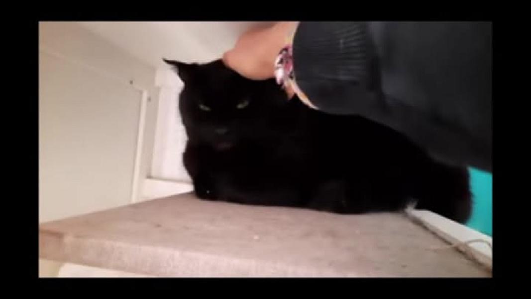 Kattenpraat