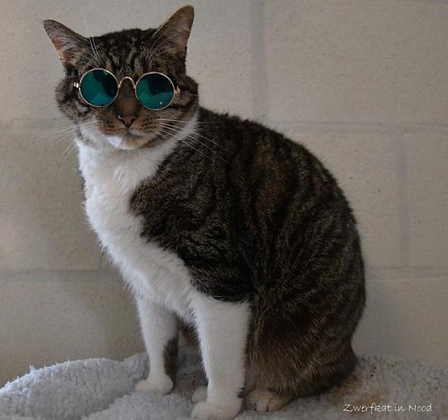 Kattenpraat