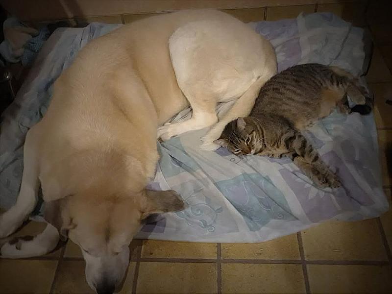 Kattenpraat