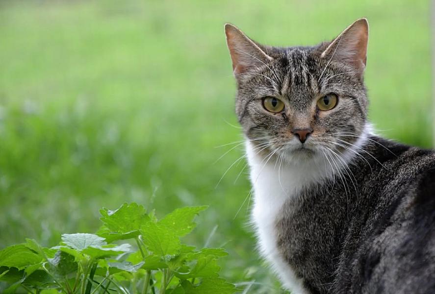 Kattenpraat