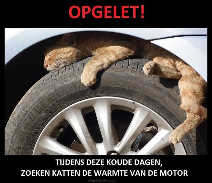 Kattenpraat