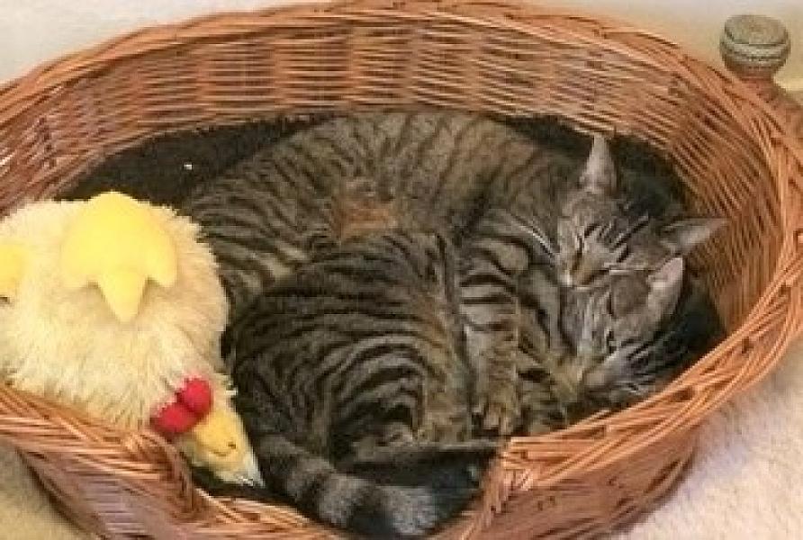 Kattenpraat