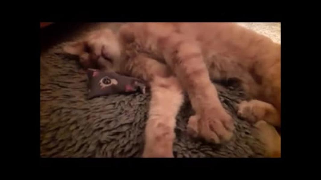 Kattenpraat