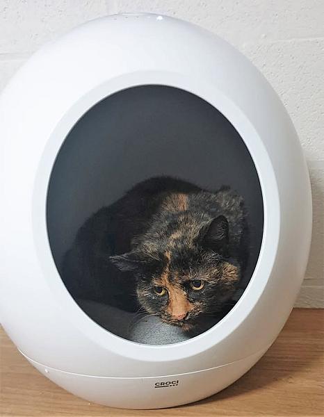 Kattenpraat
