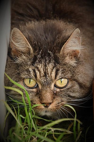 Kattenpraat