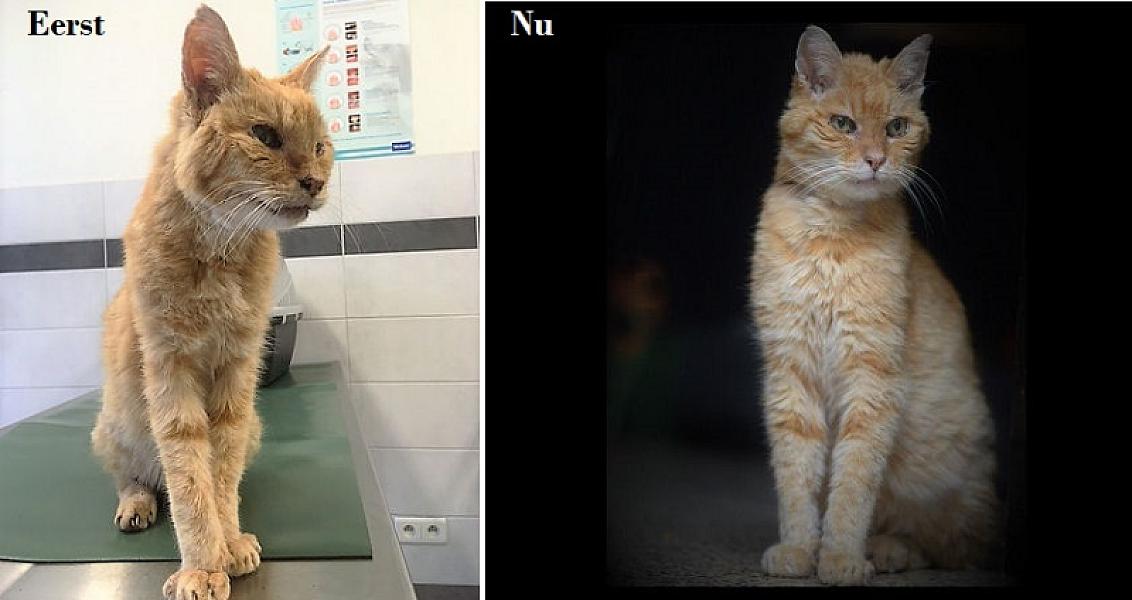 Kattenpraat