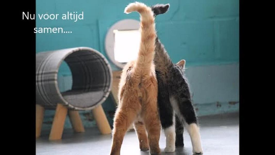 Kattenpraat