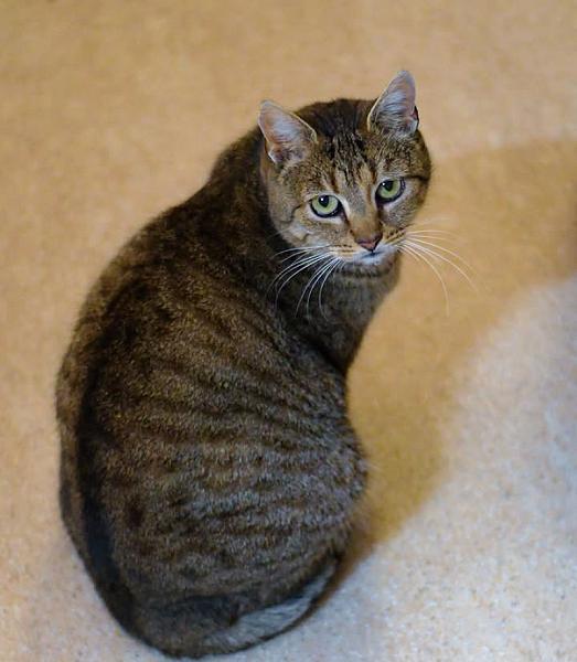 Kattenpraat