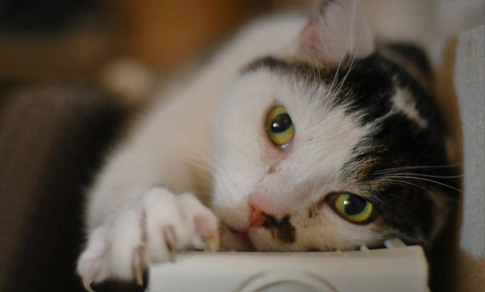 Kattenpraat