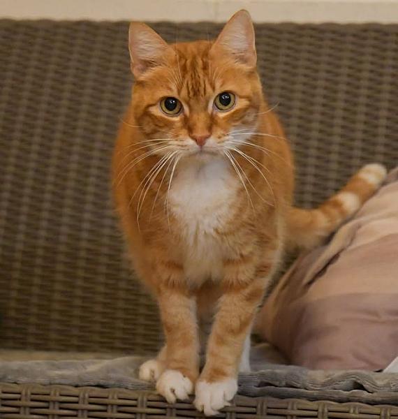 Kattenpraat