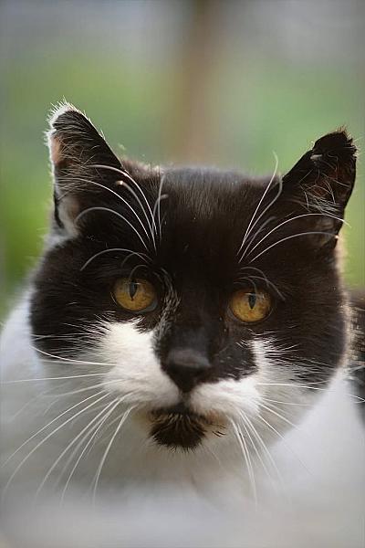 Kattenpraat