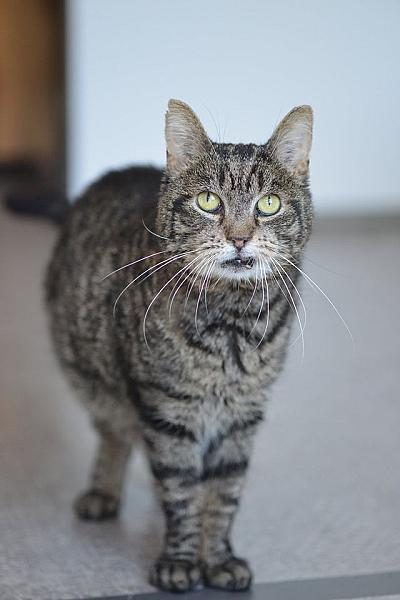 Kattenpraat