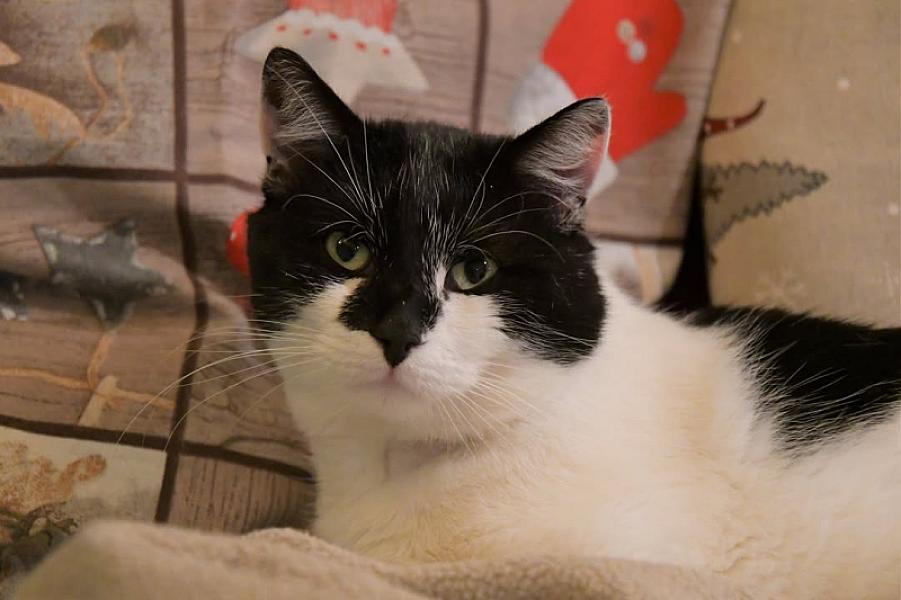 Kattenpraat