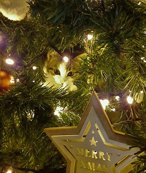 Kattenpraat
