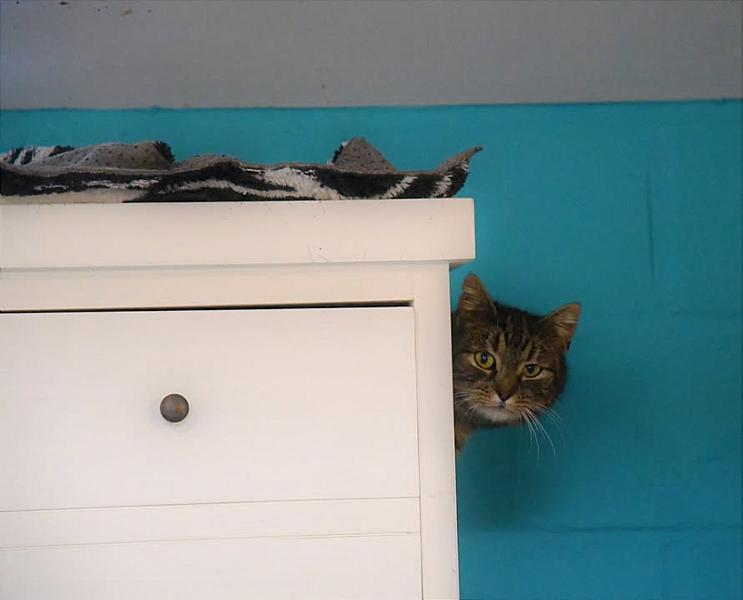 Kattenpraat
