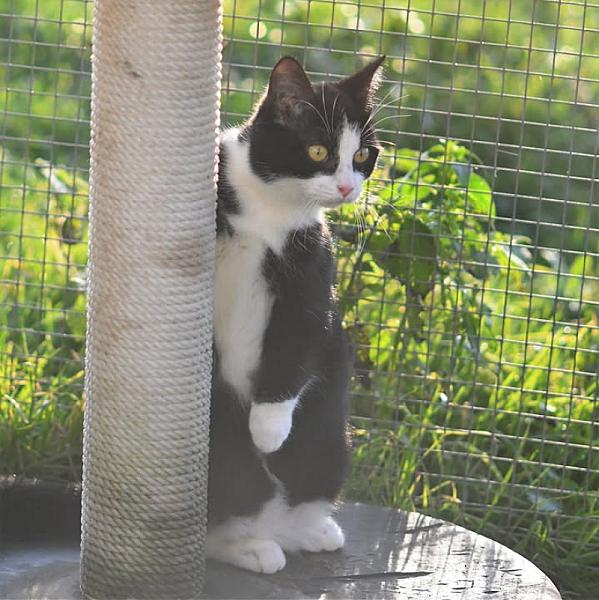Kattenpraat