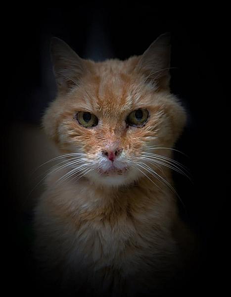 Kattenpraat