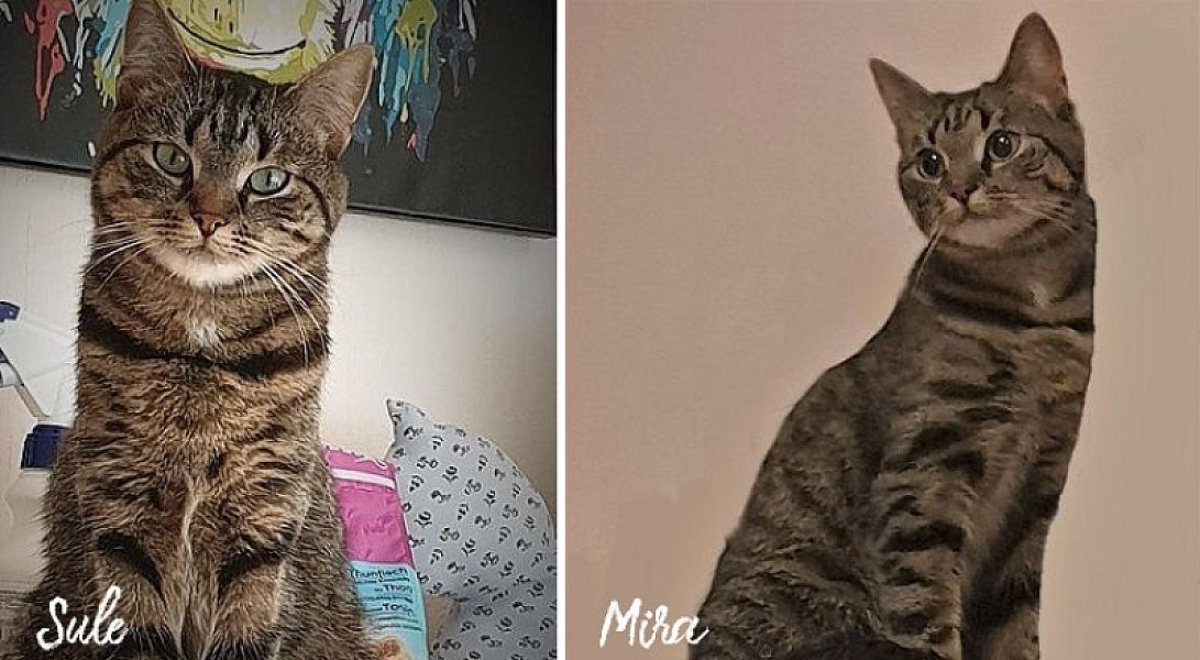 Kattenpraat