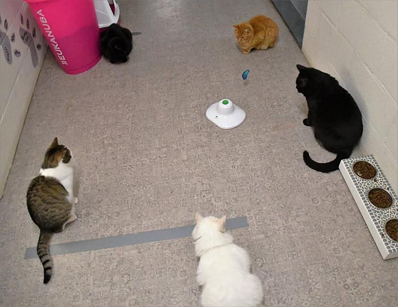 Kattenpraat