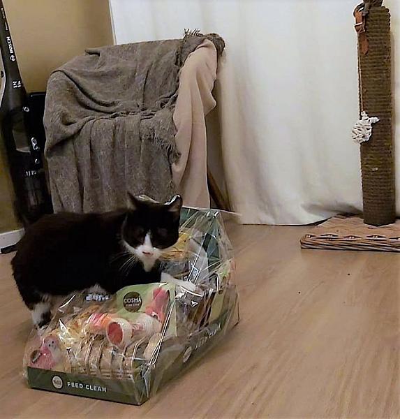 Kattenpraat