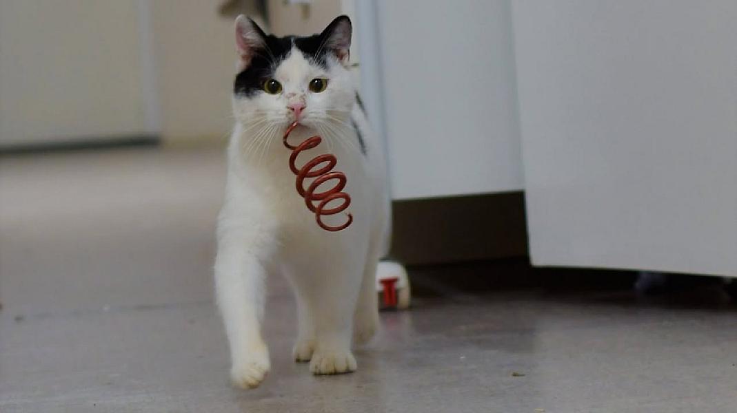 Kattenpraat