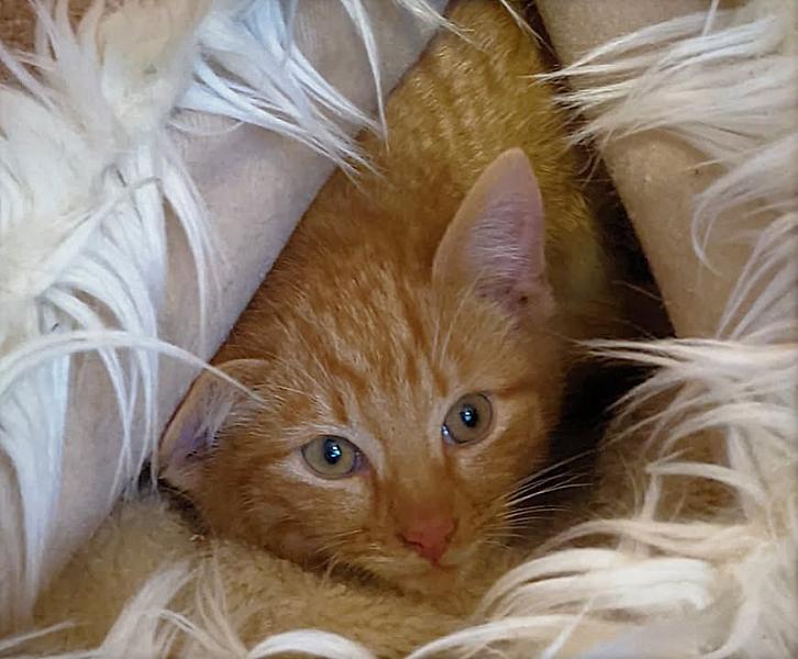 Kattenpraat