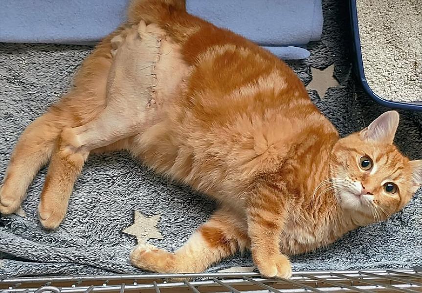 Kattenpraat