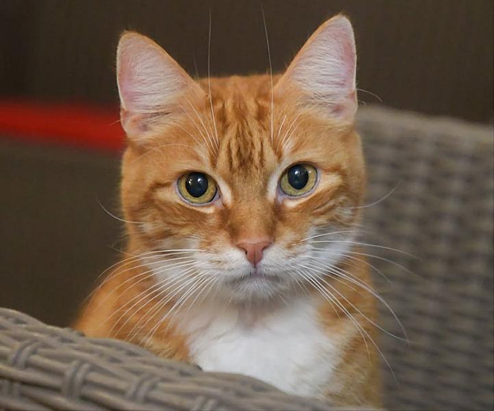 Kattenpraat