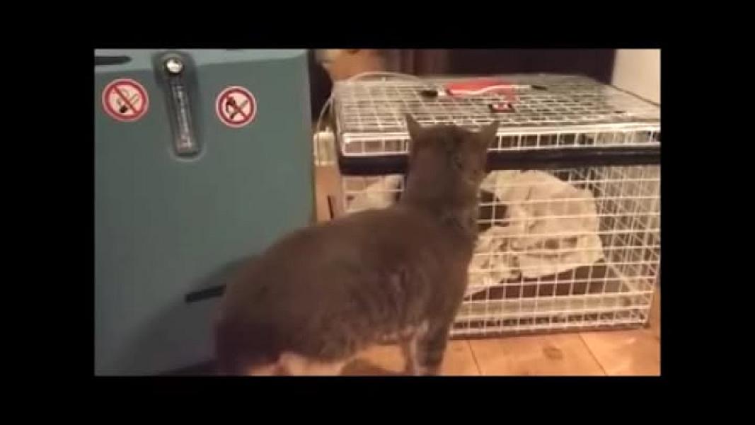 Kattenpraat
