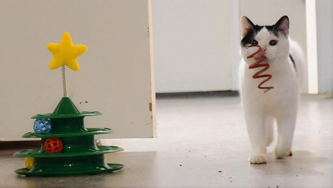 Kattenpraat
