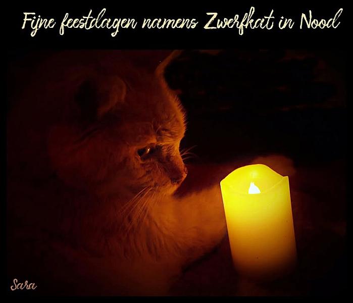 Kattenpraat