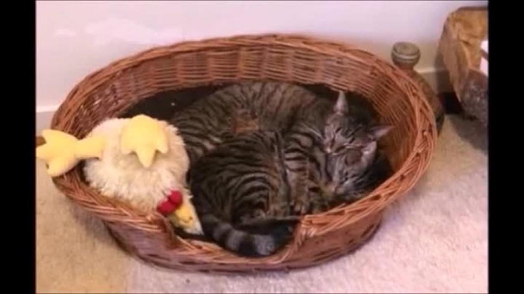 Kattenpraat