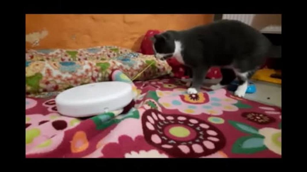 Kattenpraat