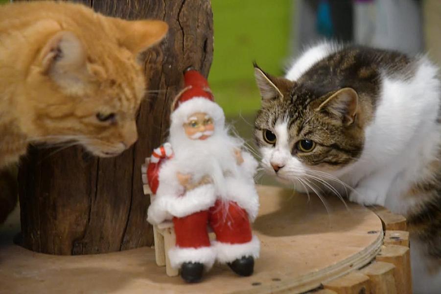 Kattenpraat