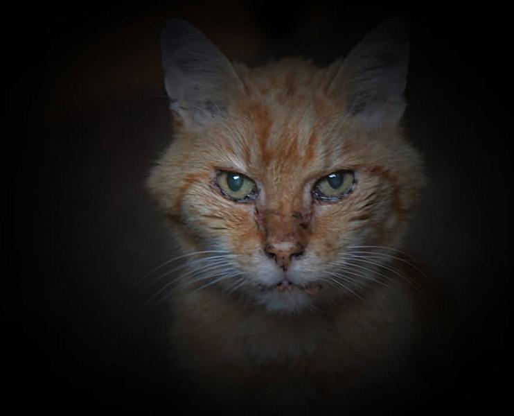 Kattenpraat