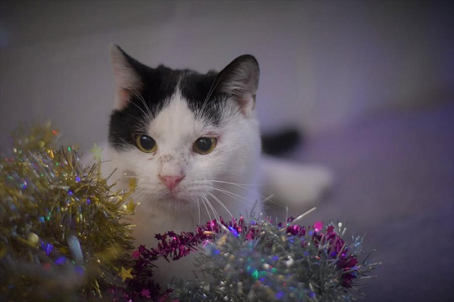 Kattenpraat