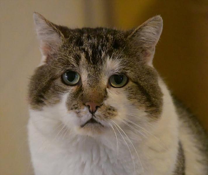 Kattenpraat